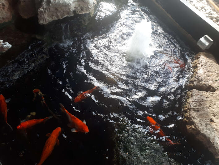 FISHIESSSS