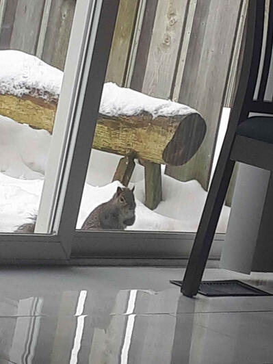 squirrel